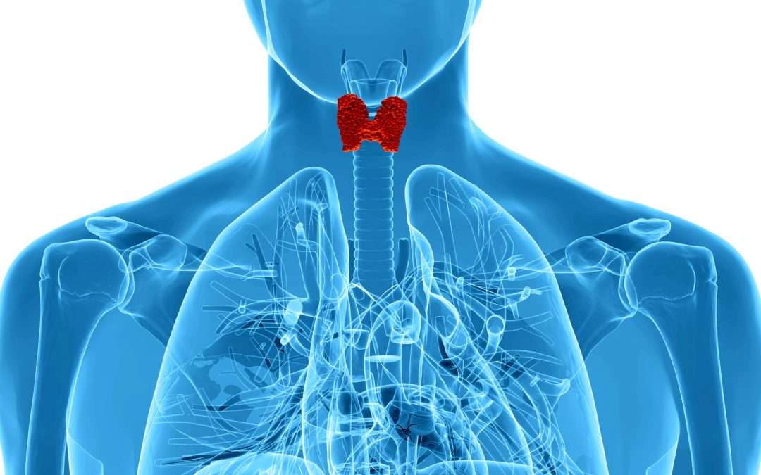 Top Reasons to Test Your Thyroid